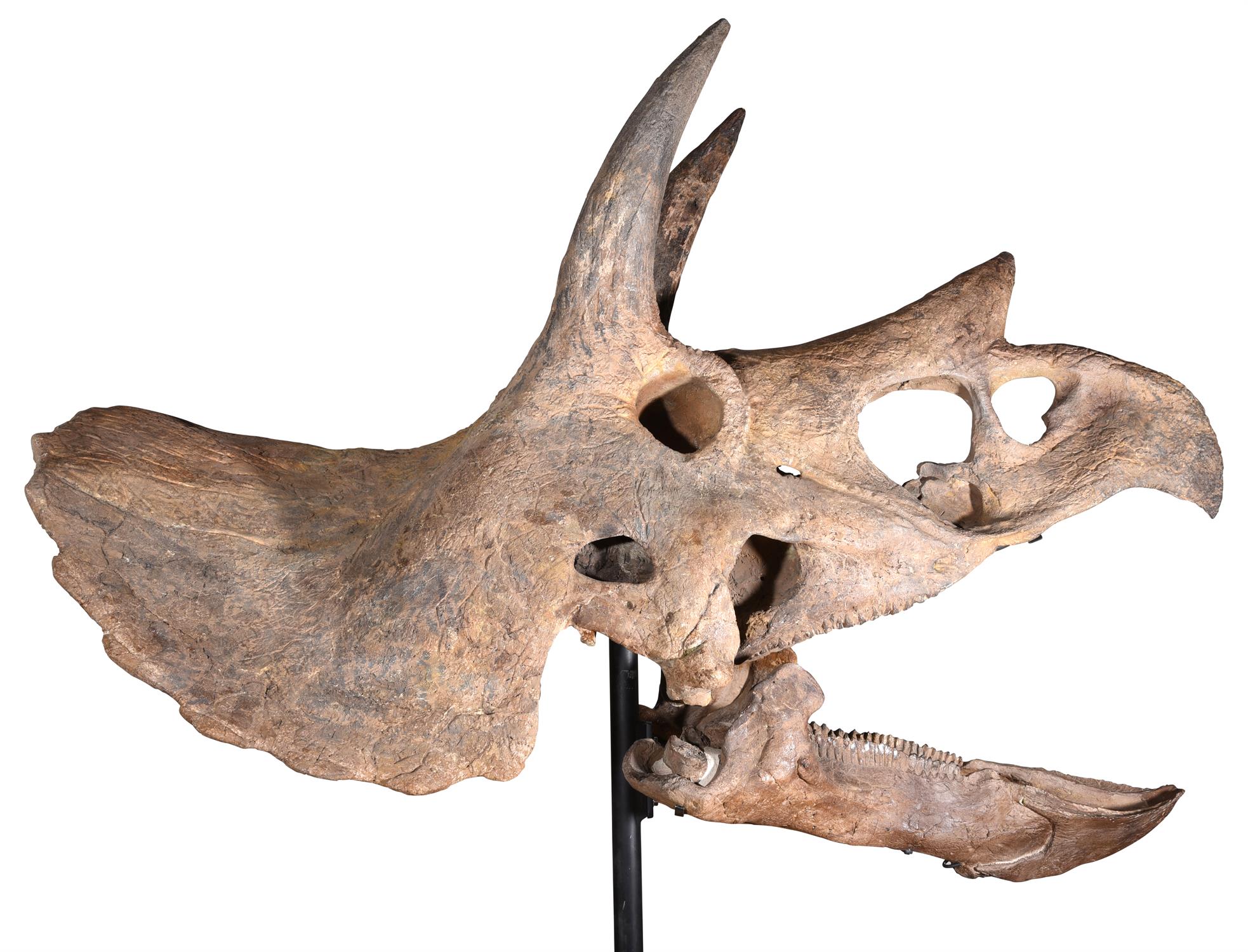 THE SKULL OF A TRICERATOPS, HELL CREEK FORMATION - Image 2 of 12