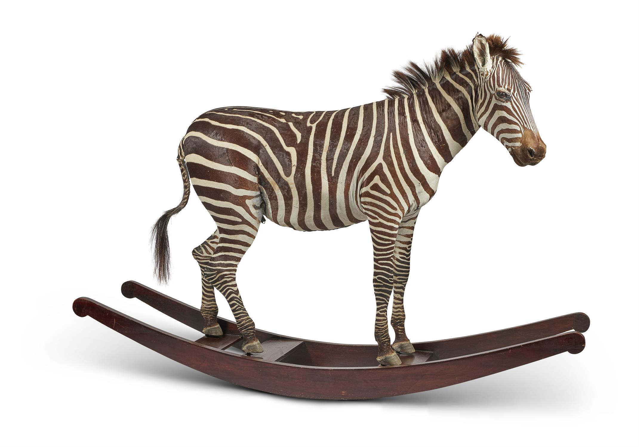 Y [Taxidermy] 'THE ORIGINAL AYNHOE ROCKING ZEBRA' BY JAMES PERKINS