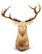 [Taxidermy] A ROYAL WHITE STAG SHOULDER MOUNT, EARLY 21ST CENTURY