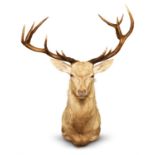 [Taxidermy] A ROYAL WHITE STAG SHOULDER MOUNT, EARLY 21ST CENTURY