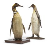 Y [Taxidermy] TWO PRESERVED MODELS OF KING PENGUINS