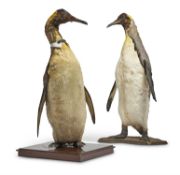 Y [Taxidermy] TWO PRESERVED MODELS OF KING PENGUINS