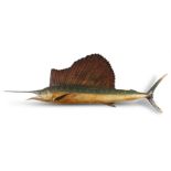 A MODEL OF A SAILFISH, EARLY 20TH CENTURY