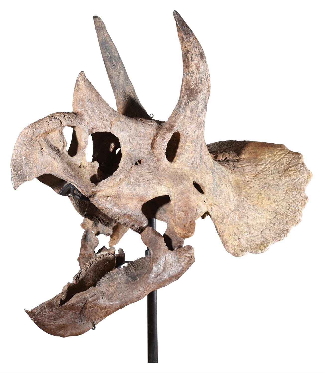 THE SKULL OF A TRICERATOPS, HELL CREEK FORMATION - Image 8 of 12