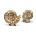 TWO AMMONITE FOSSILS