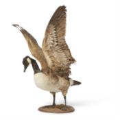 Y [Taxidermy] A PRESERVED MODEL OF A CANADA GOOSE