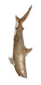 Y [Taxidermy] A PRESERVED SHARK PUP, BY JAMES PERKINS