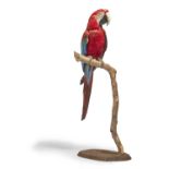 Y [Taxidermy] A PRESERVED MODEL OF A RED-AND-GREEN MACAW