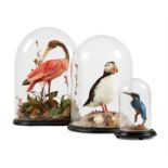 Y [Taxidermy] A GROUP OF THREE PRESERVED BIRDS UNDER GLASS DOMES, LATE 19TH AND 20TH CENTURY