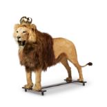 Y A TAXIDERMY MALE AFRICAN LION