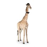 Y [Taxidermy] A PRESERVED MODEL OF A FEMALE GIRAFFE