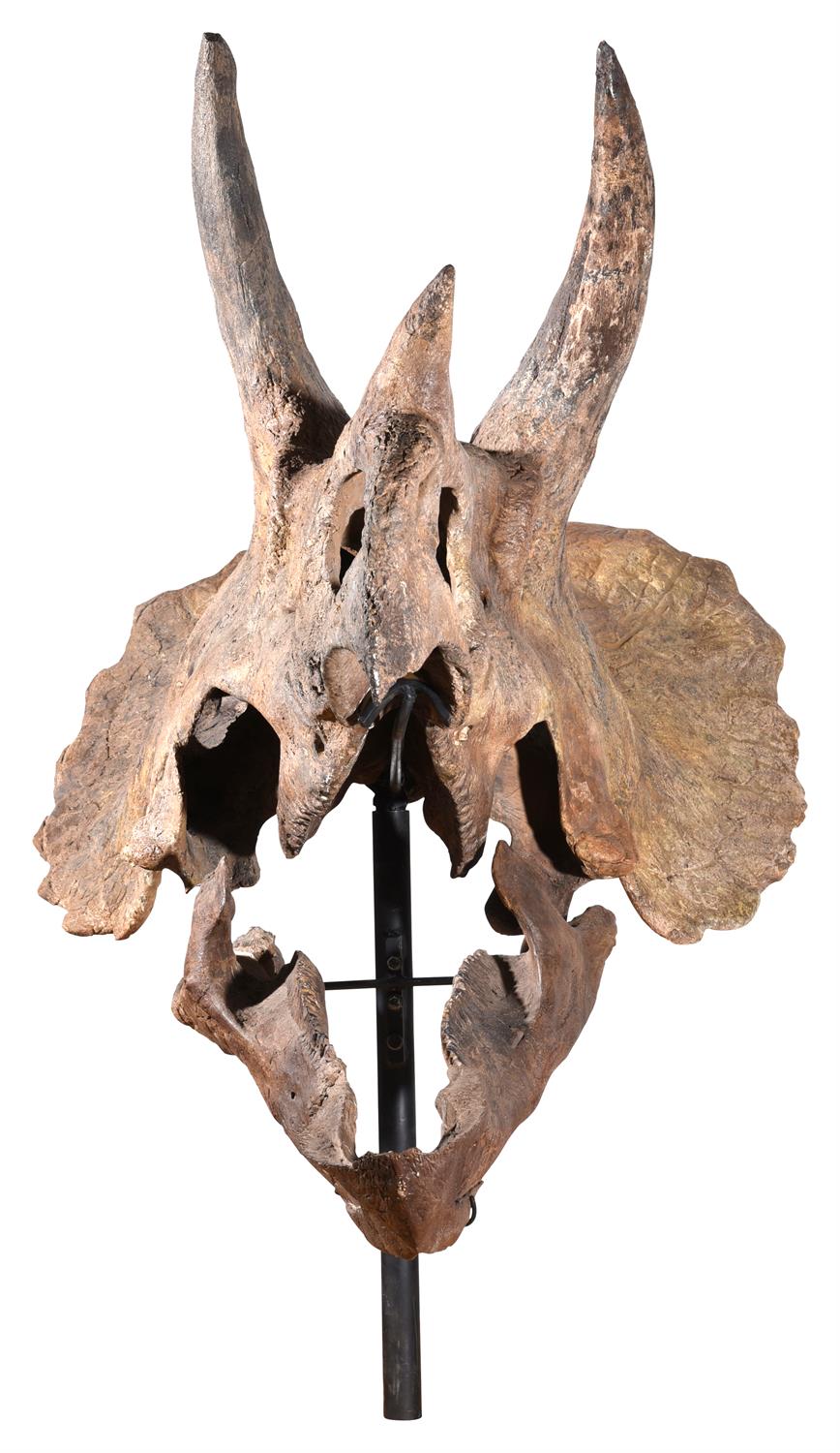 THE SKULL OF A TRICERATOPS, HELL CREEK FORMATION - Image 6 of 12