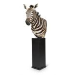 Y [Taxidermy] A BURCHELLI'S ZEBRA HEAD MOUNT, LATE 20TH/EARLY 21ST CENTURY