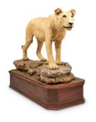 Y [Taxidermy] A PRESERVED LIONESS, 20TH CENTURY