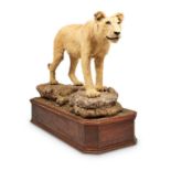 Y [Taxidermy] A PRESERVED LIONESS, 20TH CENTURY