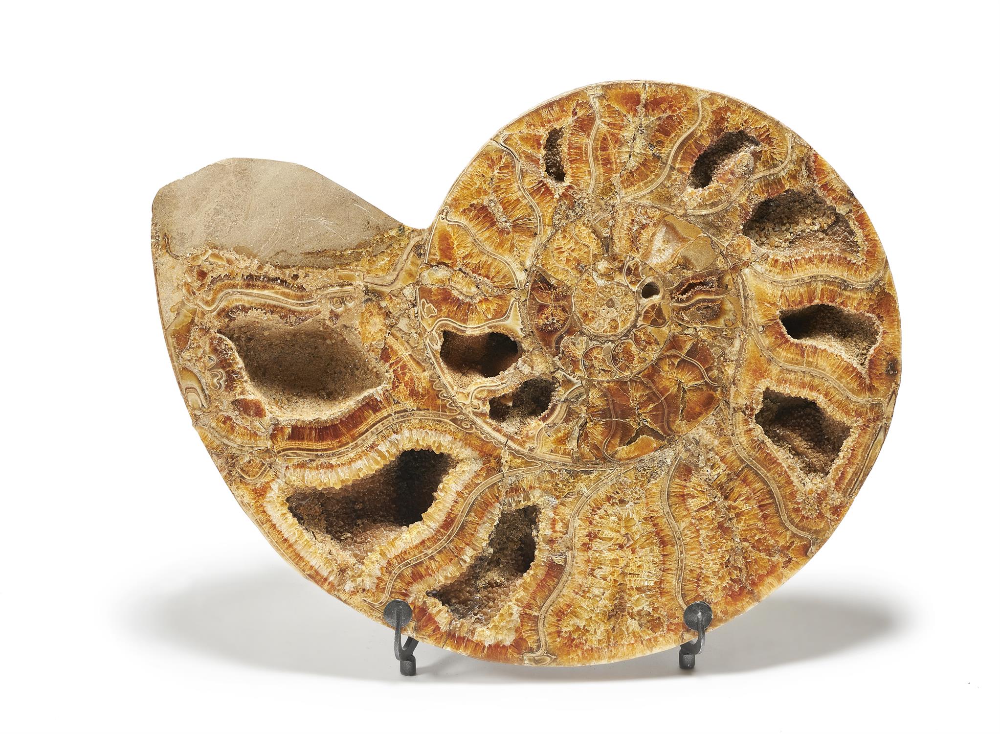 A FOSSILISED AMMONITE HALF