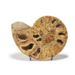 A FOSSILISED AMMONITE HALF