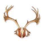 [Taxidermy] A REINDEER OR CARIBOU ANTLER AND SKULL MOUNT