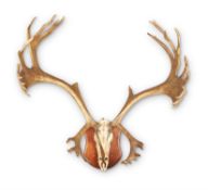 [Taxidermy] A REINDEER OR CARIBOU ANTLER AND SKULL MOUNT