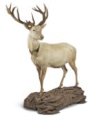 [Taxidermy] FULL BODY ROYAL DANISH WHITE STAG, EARLY 21ST CENTURY