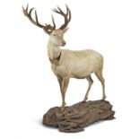 [Taxidermy] FULL BODY ROYAL DANISH WHITE STAG, EARLY 21ST CENTURY