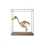 A RESIN CAST OF A DODO SKELETON, BY A MODERN GRAND TOUR