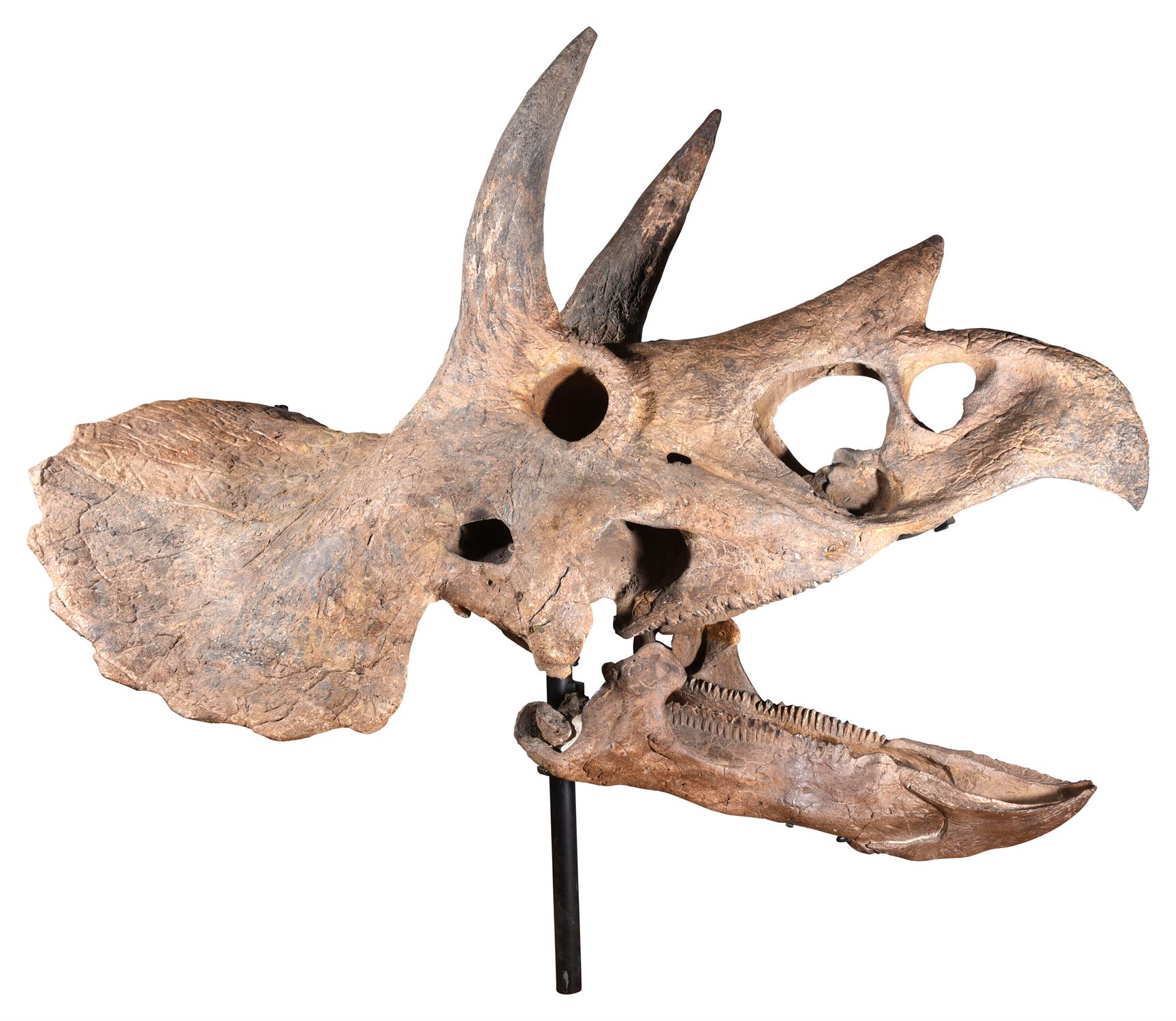 THE SKULL OF A TRICERATOPS, HELL CREEK FORMATION - Image 3 of 12
