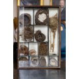 A GERMAN STAINED WOOD COLLECTION OF BIRDS' NESTS