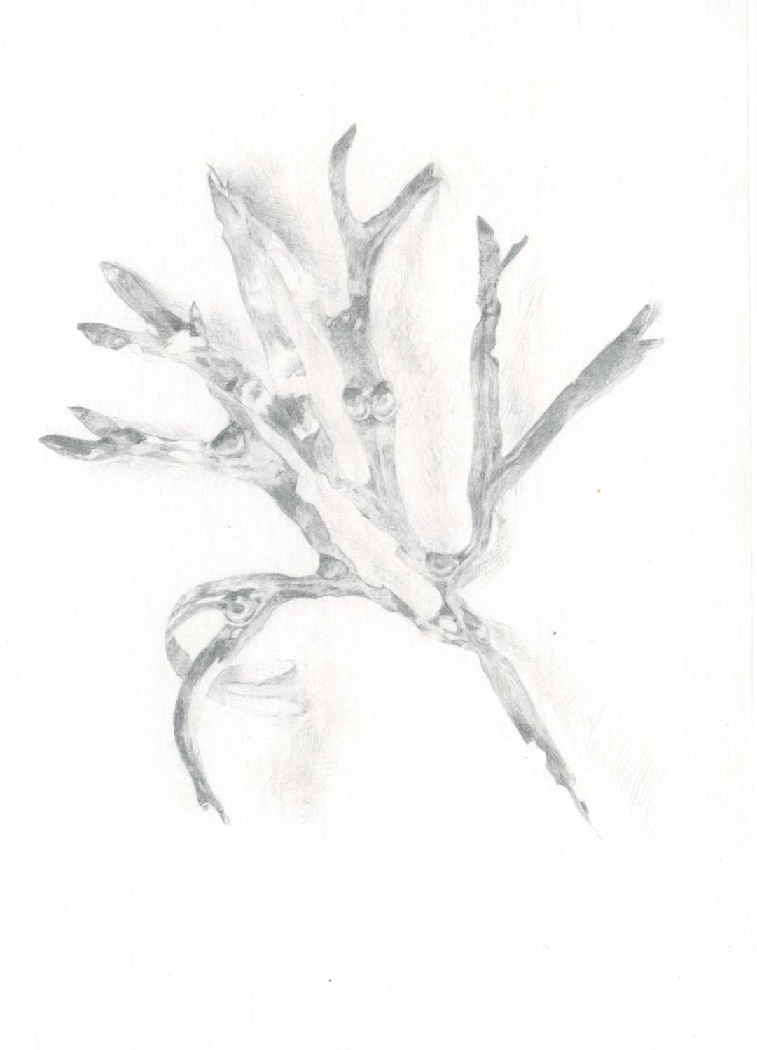 Hannah Downing, Seaweed, Silverpoint, January 2021