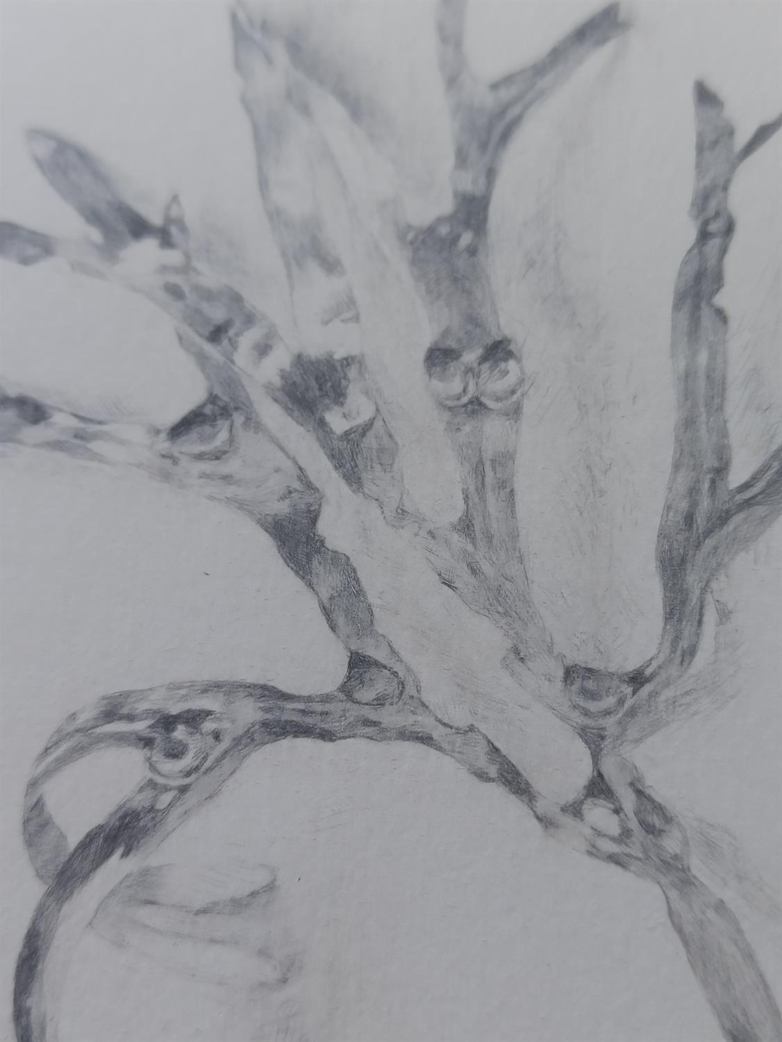 Hannah Downing, Seaweed, Silverpoint, January 2021 - Image 3 of 3
