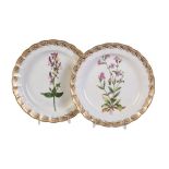A pair of Derby botanical plates