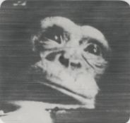 The chimpanzee Ham in weightlessness during his spaceflight, Mercury Redstone 2, January 31, 1961