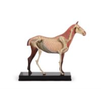 A polychrome painted plaster or composition anatomical model of a horse, early 20th century