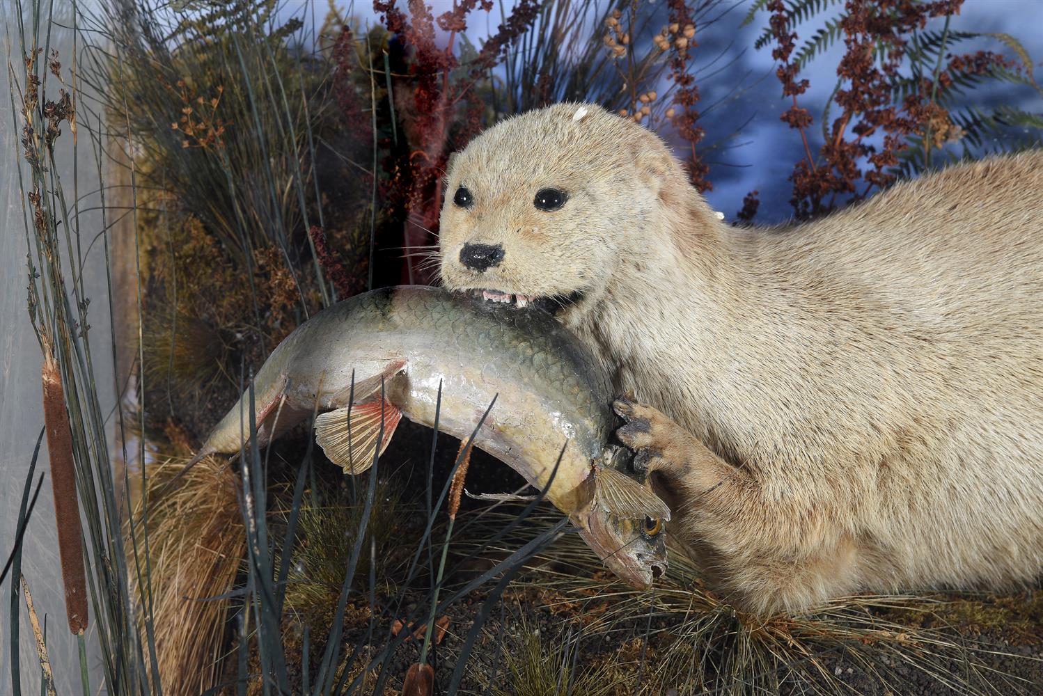 Y A late Victorian case of two preserved otters, Lutra lutra - Image 2 of 2