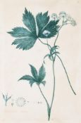 British School (19th century) A collection of 15 botanical studies