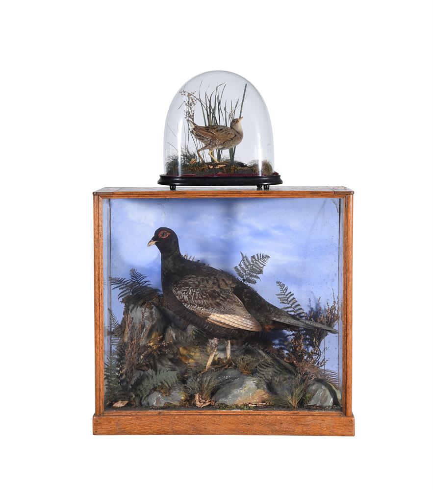 Y A late Victorian preserved model of a grouse