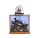 Y A late Victorian preserved model of a grouse