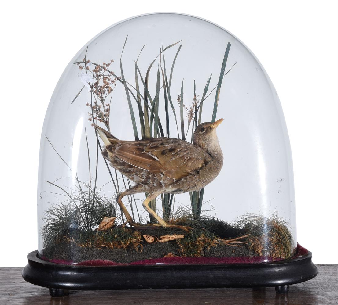 Y A late Victorian preserved model of a grouse - Image 2 of 2