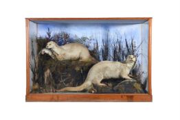Y A late Victorian case of two preserved otters, Lutra lutra