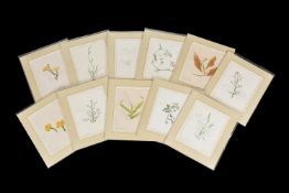 Emily Stackhouse (British 1811-1870), Flower studies, a set of eleven