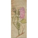 Two Persian or Ottoman flower studies
