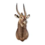 Y A PRESERVED WATERBUCK