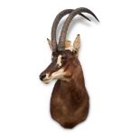 Y A PRESERVED SABLE ANTELOPE