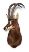 Y A PRESERVED SABLE ANTELOPE