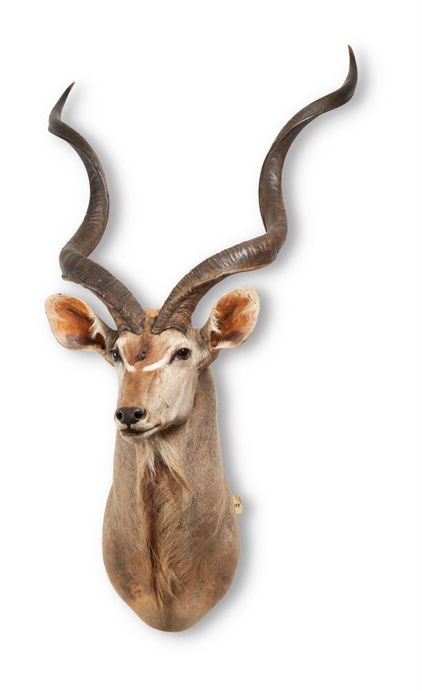 Y A PRESERVED GREATER KUDU