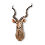 Y A PRESERVED GREATER KUDU