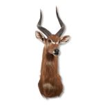 Y A PRESERVED AFRICAN ANTELOPE, PROBABLY A BUSHBUCK