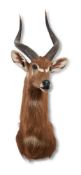 Y A PRESERVED AFRICAN ANTELOPE, PROBABLY A BUSHBUCK