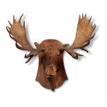 Y A PRESERVED BULL ELK OR MOOSE