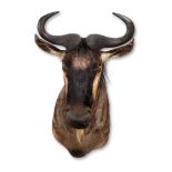 Y A PRESERVED BLUE WILDEBEEST